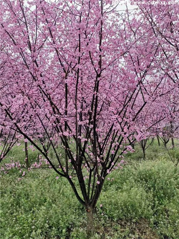 美人梅基地实拍图片 美人梅基地实拍图片