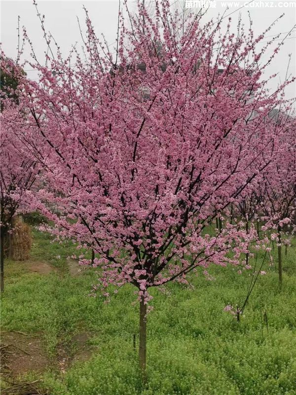 哪里有美人梅种植基地? 哪里有美人梅种植基地?