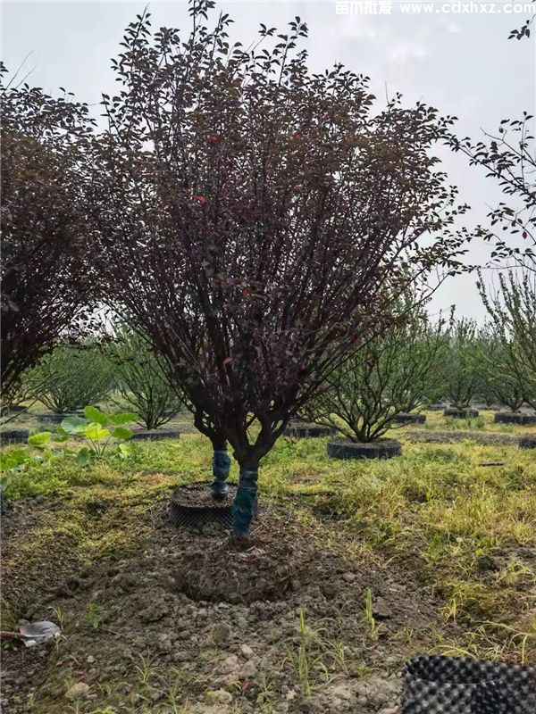 美人梅基地实拍图片 美人梅基地实拍图片