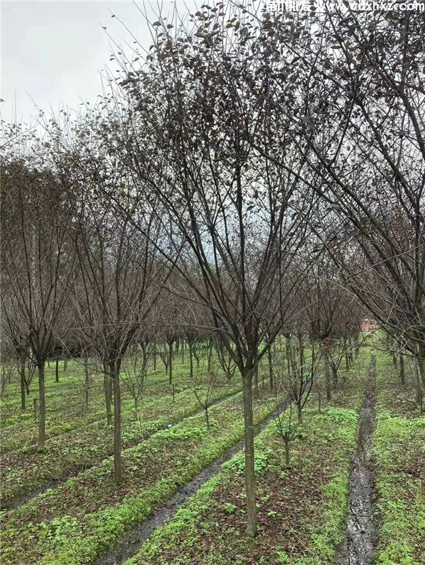 美人梅基地实拍图片 美人梅基地实拍图片