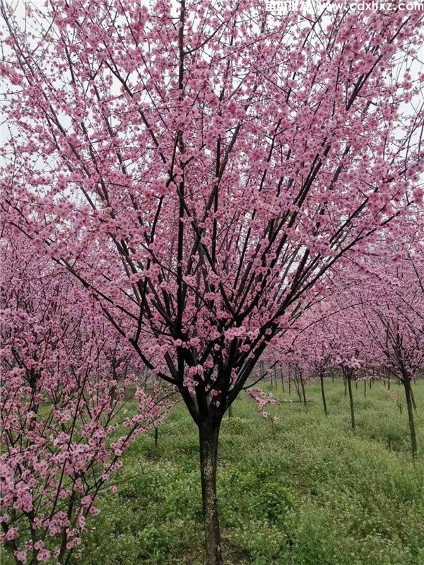 哪里有美人梅种植基地? 哪里有美人梅种植基地?