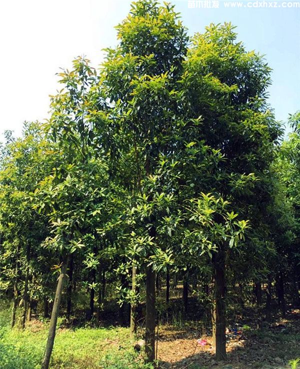 红花木莲图片 红花木莲图片