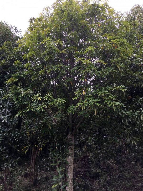 红花木莲图片 红花木莲图片