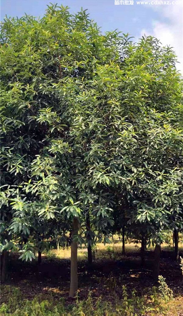 红花木莲图片 红花木莲图片