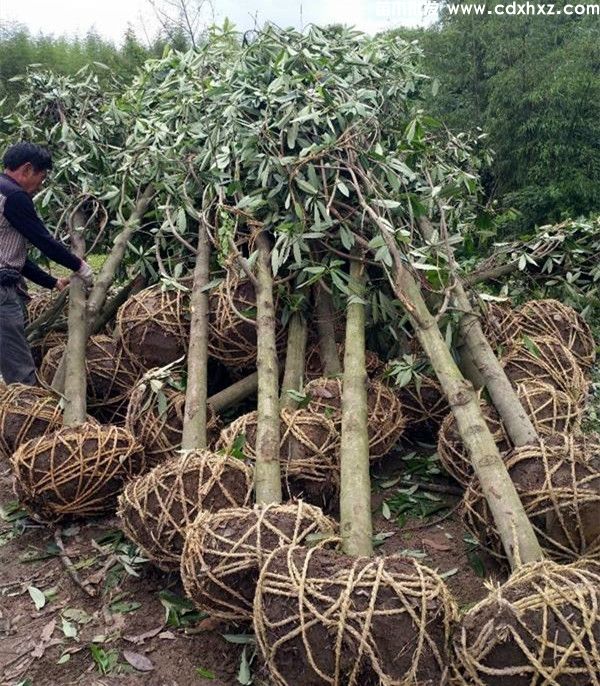 红花木莲图片 红花木莲图片