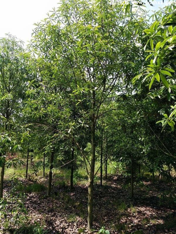 红花木莲图片 红花木莲图片