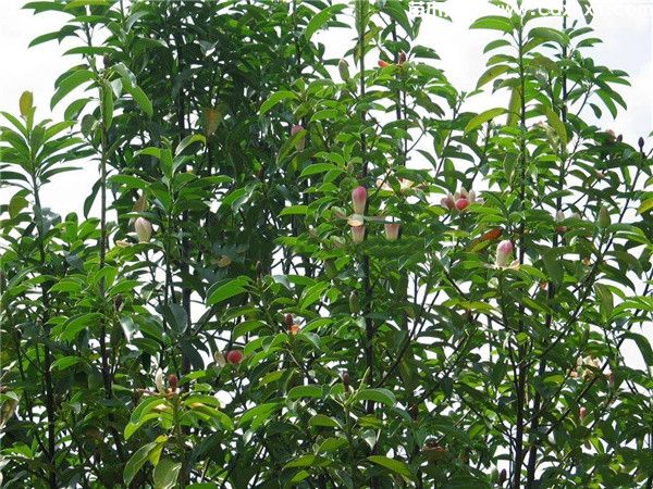 红花木莲图片 红花木莲图片