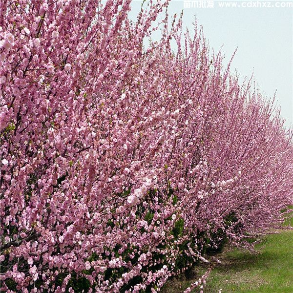 丛生榆叶梅图片
