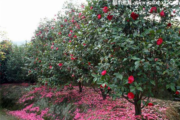 茶花图片 茶花图片