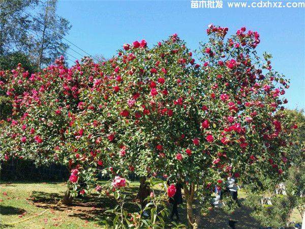 茶花图片 茶花图片