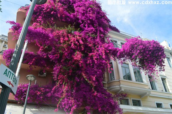 三角梅产地的在哪里?哪里有三角梅基地? 三角梅产地的在哪里?哪里有三角梅基地?