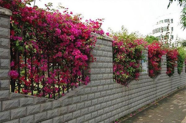 三角梅产地的在哪里?哪里有三角梅基地? 三角梅产地的在哪里?哪里有三角梅基地?