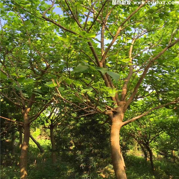刺桐基地实拍图片 刺桐基地实拍图片