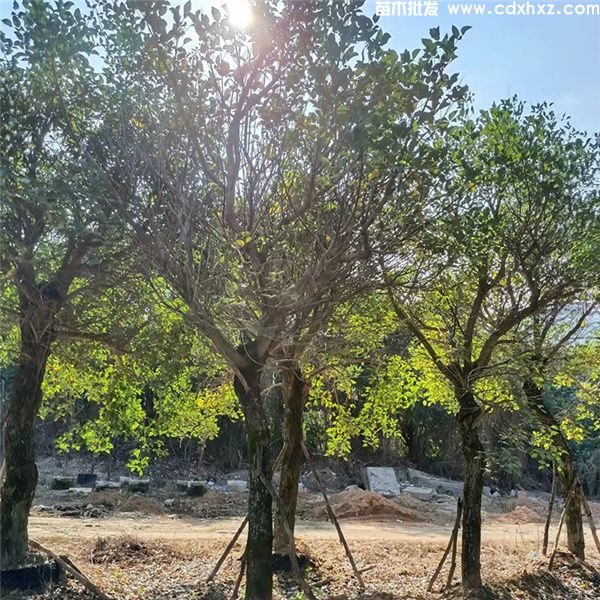 刺桐基地实拍图片 刺桐基地实拍图片