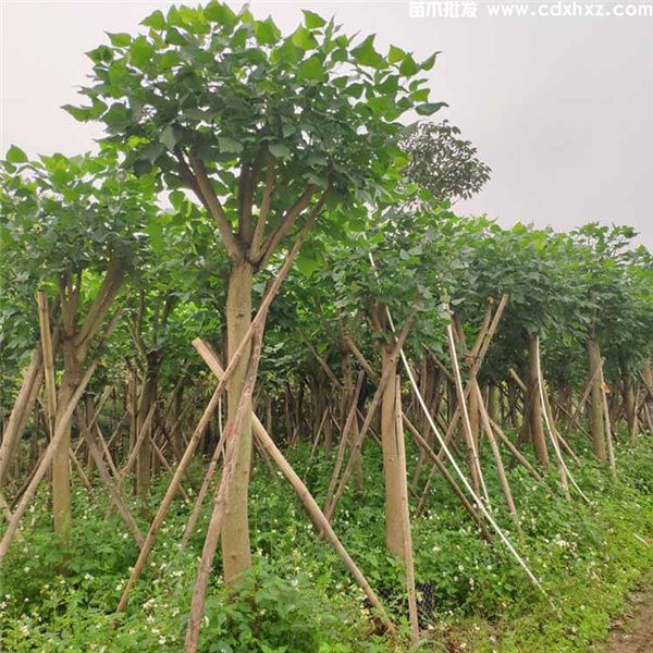 刺桐基地实拍图片 刺桐基地实拍图片