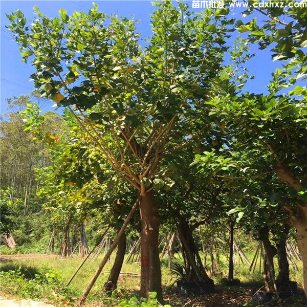 刺桐基地实拍图片 刺桐基地实拍图片