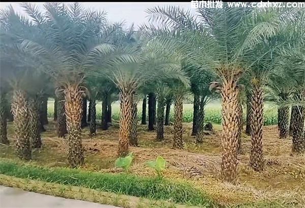 棕榈树和油棕树的区别是什么? 棕榈树和油棕树的区别是什么?