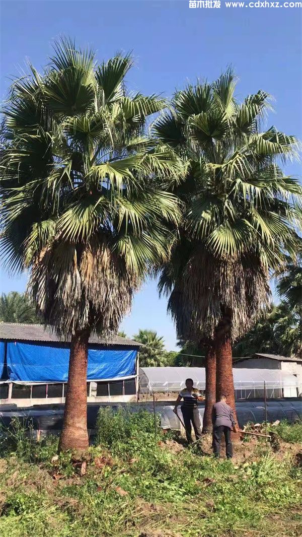 棕榈树和油棕树的区别是什么? 棕榈树和油棕树的区别是什么?