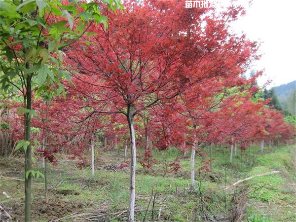 红枫哪个品种最珍贵?红枫工程苗品种推荐 红枫哪个品种最珍贵?红枫工程苗品种推荐