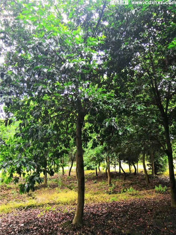 杜英基地实拍图片 杜英基地实拍图片