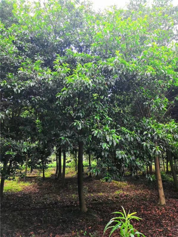 杜英基地实拍图片 杜英基地实拍图片