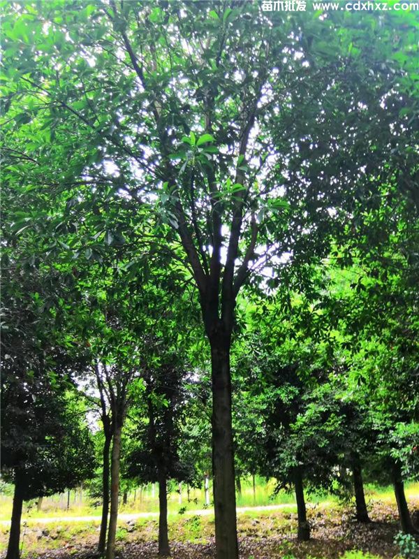 杜英基地实拍图片 杜英基地实拍图片