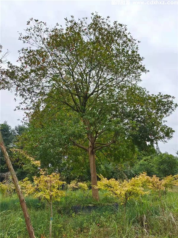 杜英基地实拍图片 杜英基地实拍图片