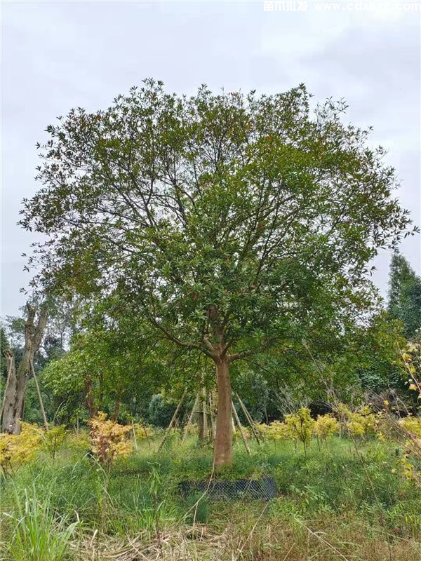 杜英基地实拍图片 杜英基地实拍图片