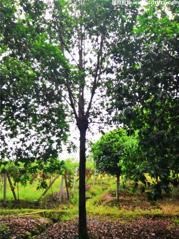 杜英基地实拍图片 杜英基地实拍图片