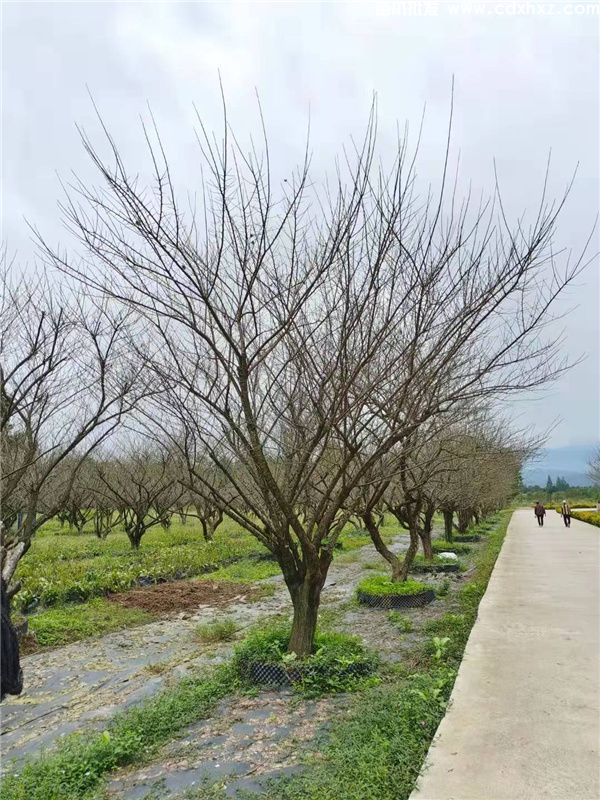 低分枝红梅基地实拍图片 低分枝红梅基地实拍图片