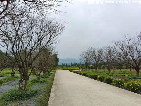 低分枝红梅基地实拍图片 低分枝红梅基地实拍图片