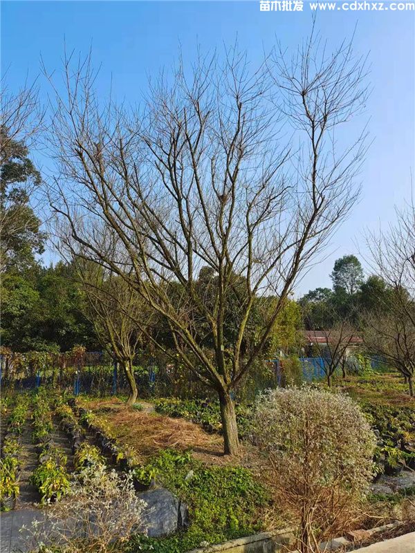 低分枝红梅基地实拍图片 低分枝红梅基地实拍图片