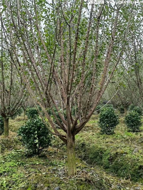 低分枝红梅基地实拍图片 低分枝红梅基地实拍图片