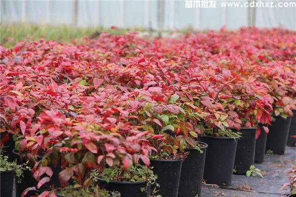 较好的南天竹销售基地在哪里? 较好的南天竹销售基地在哪里?