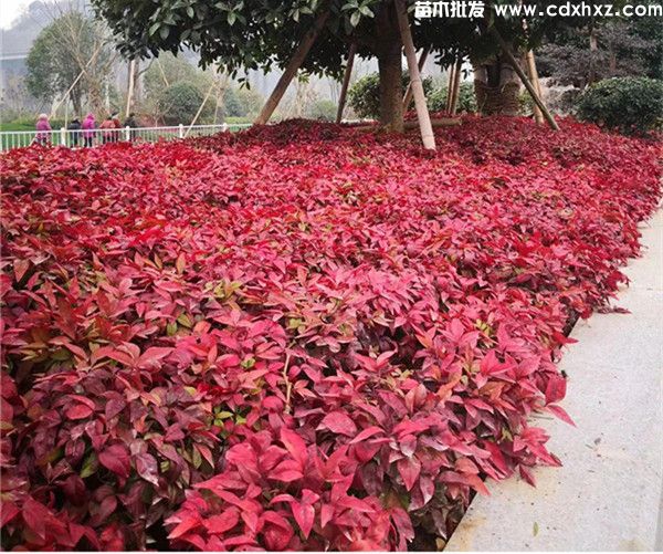 较好的南天竹销售基地在哪里? 较好的南天竹销售基地在哪里?