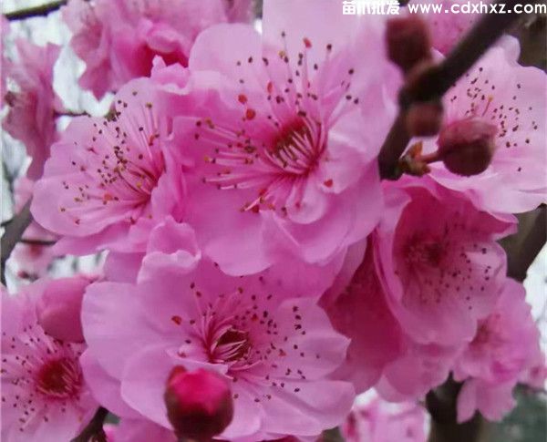 常见南方开花乔木有哪些? 常见南方开花乔木有哪些?