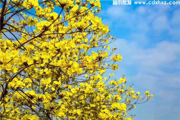 黄花风铃木开花图片 黄花风铃木开花图片