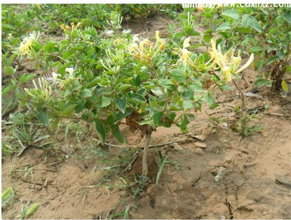 南方适合种的藤本花卉有哪些? 南方适合种的藤本花卉有哪些?