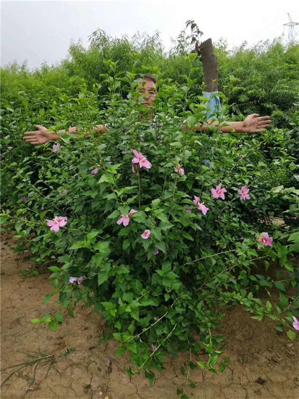 木槿图片 木槿图片