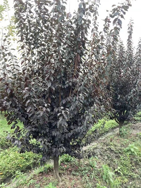 低分枝红叶李基地实拍图片