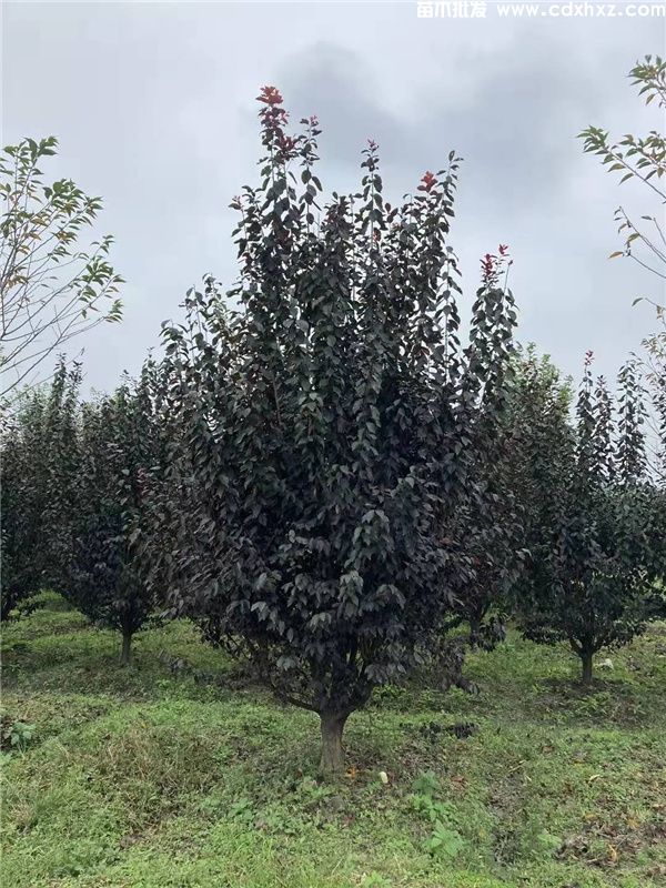 低分枝红叶李基地实拍图片