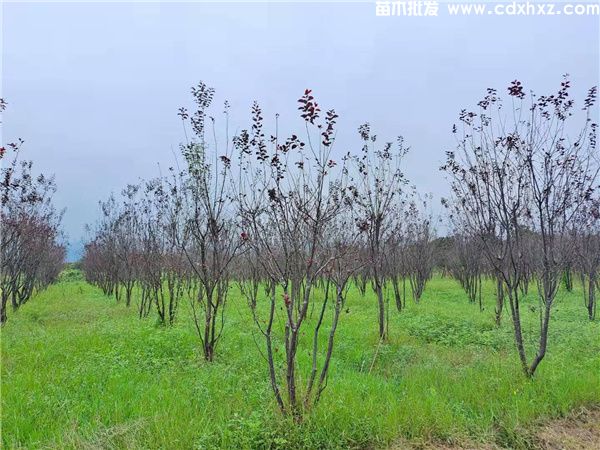 丛生红叶李图片 丛生红叶李图片