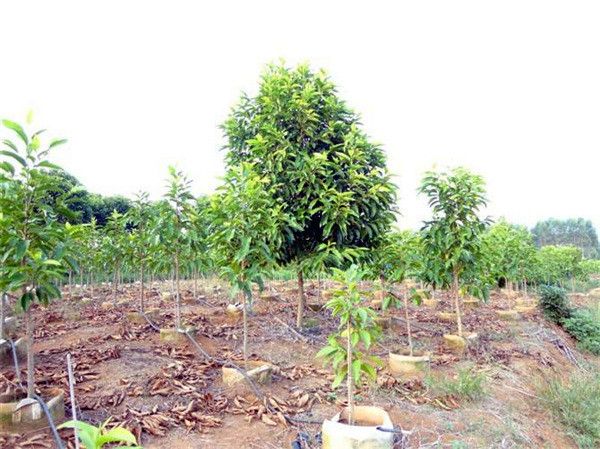 白兰花基地实拍图片 白兰花基地实拍图片