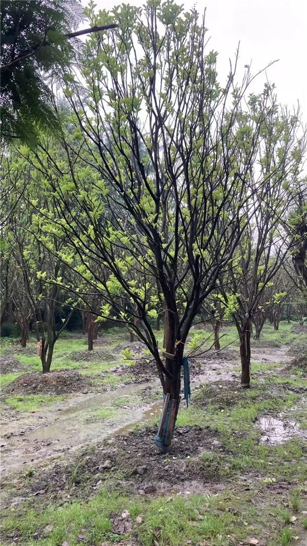 香泡树图片 香泡树图片