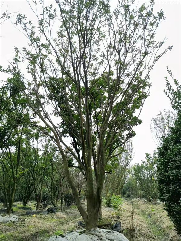 香泡树图片 香泡树图片