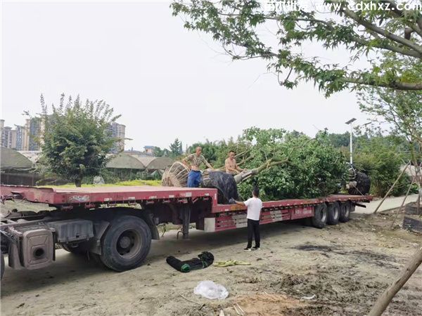 香泡树图片 香泡树图片