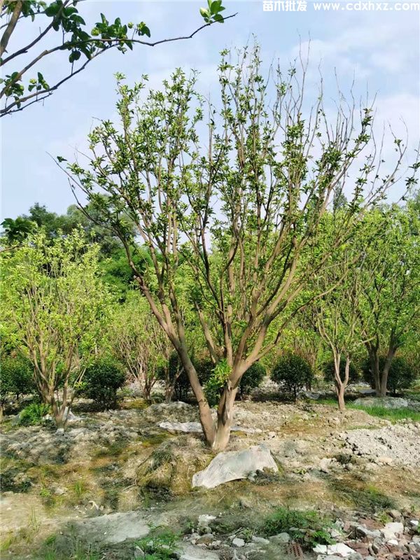 香泡树图片 香泡树图片