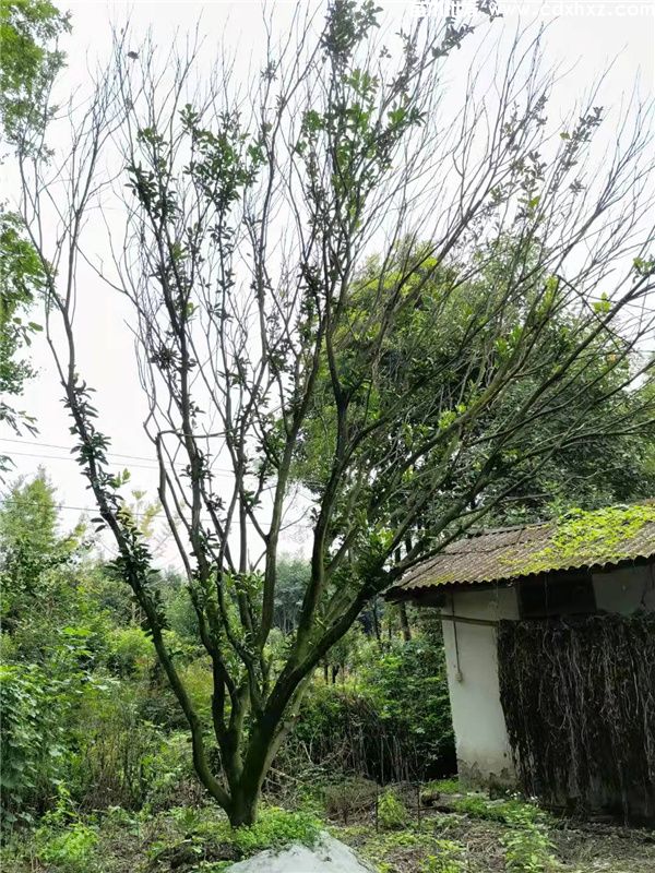 香泡树图片 香泡树图片