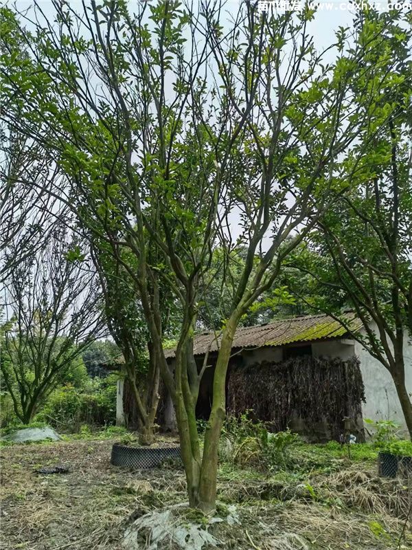 香泡树图片 香泡树图片