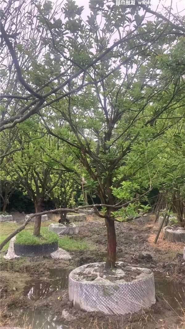 香泡树图片 香泡树图片